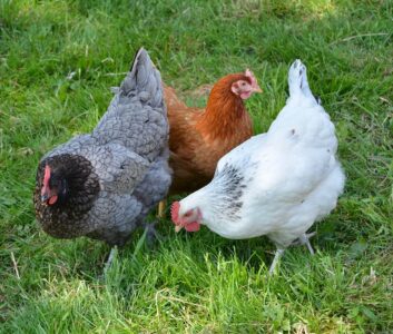 Grippe aviaire : évolution de la situation