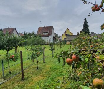 Cours de taille sur vignes