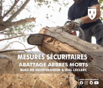 Abattage d’arbres morts