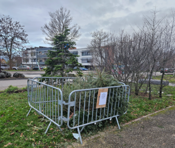 Ramassage des sapins après Noël